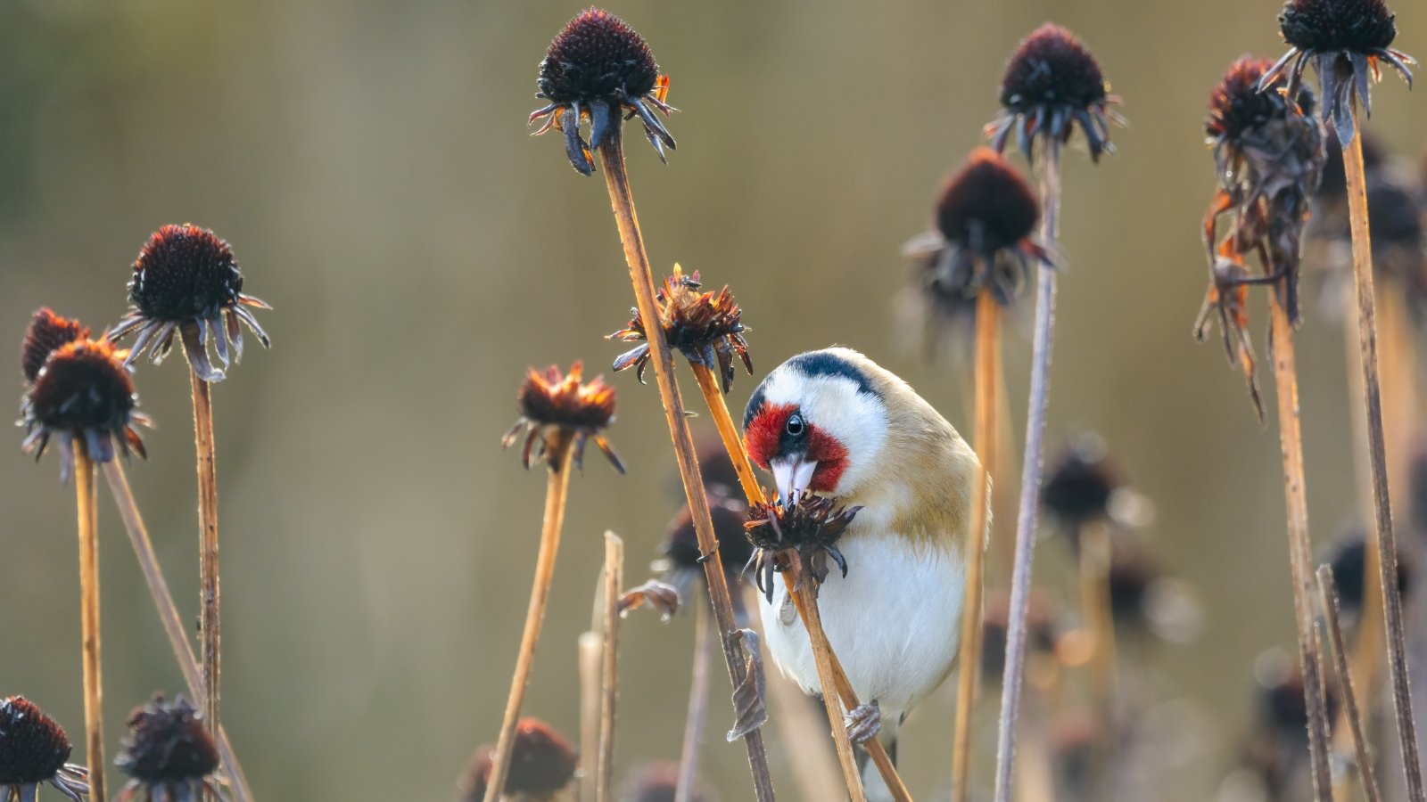 A small bird with colorful plumage perches on dried seed heads of tall plants, pecking at the seeds against a blurred, muted background.