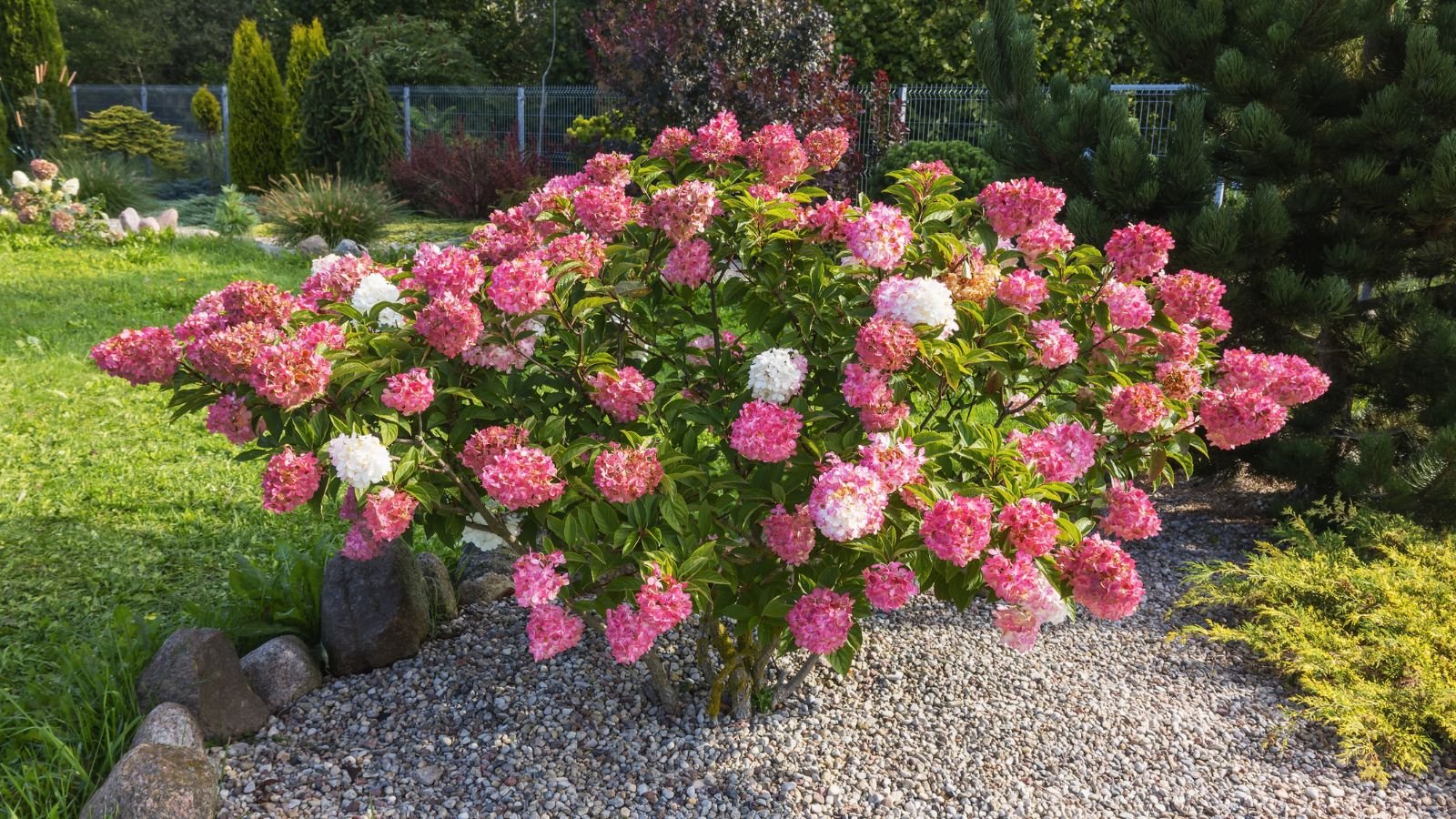 9 Benefits of Planting Hydrangeas in Fall