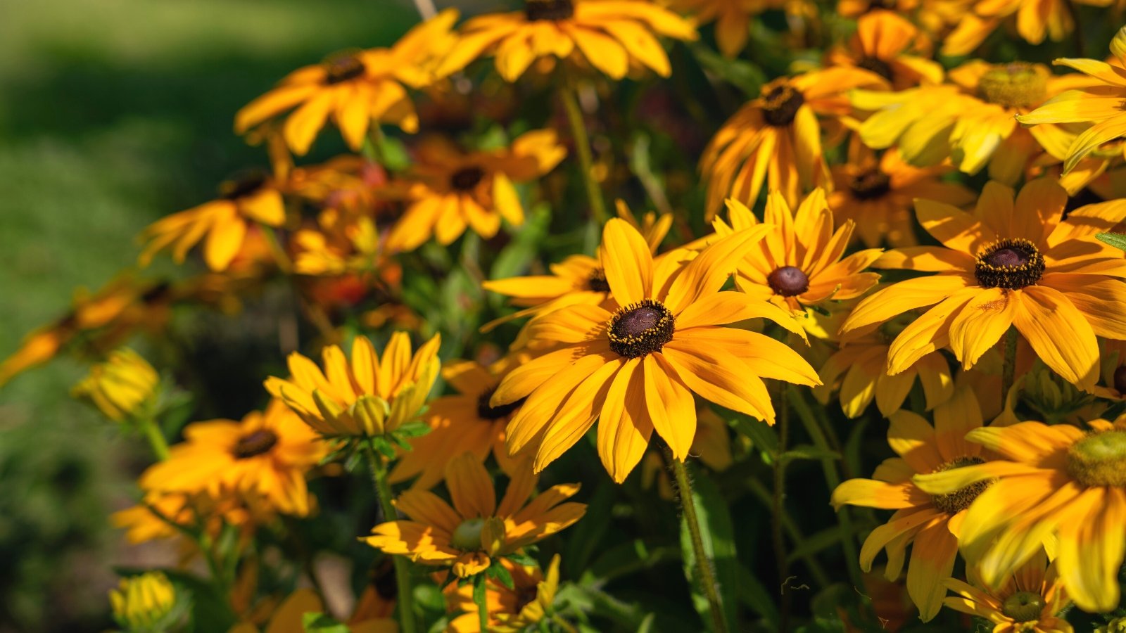 Close-up of blooming Black-eyed Susans (Rudbeckia hirta) in a sunny garden. They feature bright golden-yellow petals surrounding a dark brown or black center, giving them their distinctive "black-eyed" look.