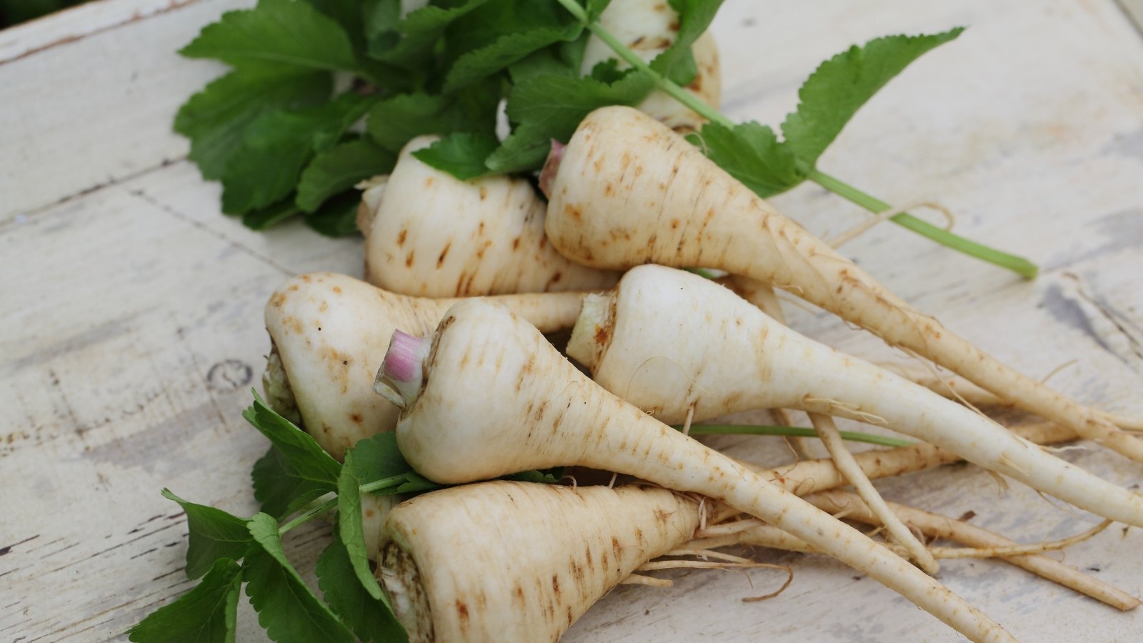 One of the best ways to Overwinter Parsnips in 5 Straightforward Steps