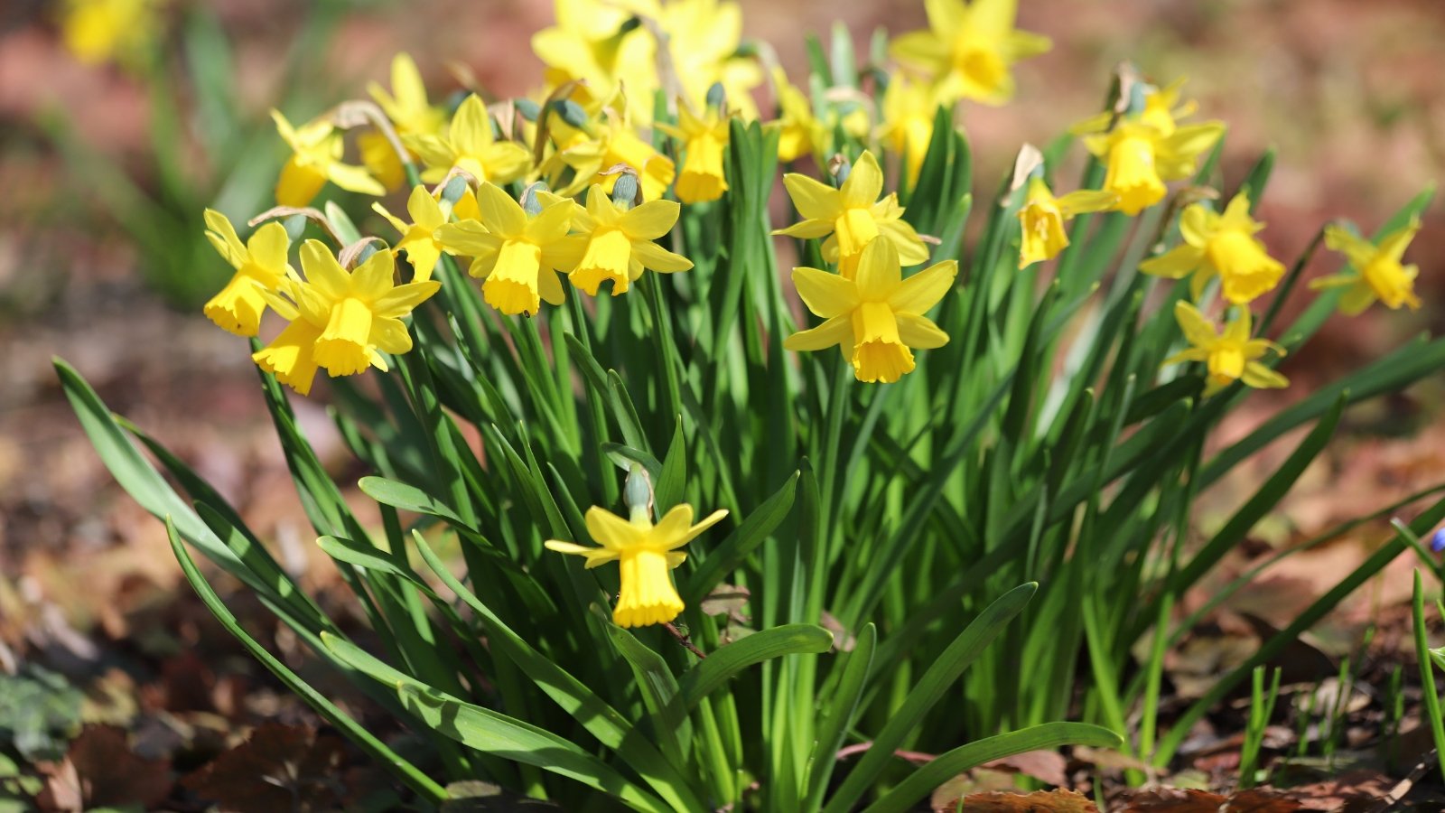 Tall plants with vibrant yellow flowers, slender green stems, and long, narrow leaves grow in a sunny garden.