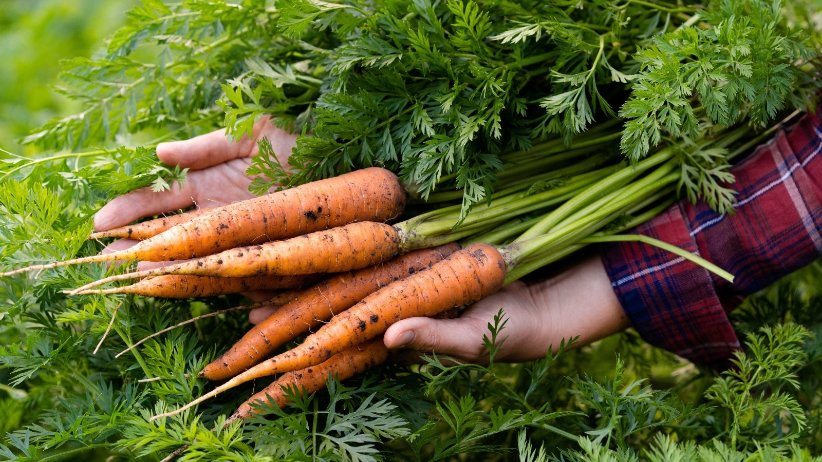 A bunch of freshly harvested carrots with long, slender roots showing fine, earthy tendrils and vibrant orange skin, topped with lush, feathery green leaves in a woman's hands.
