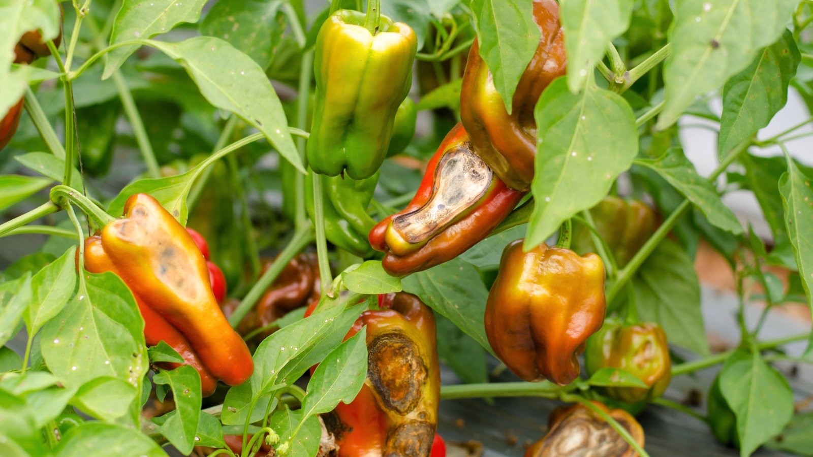 9 Widespread Pepper Sicknesses to Look forward to This Season