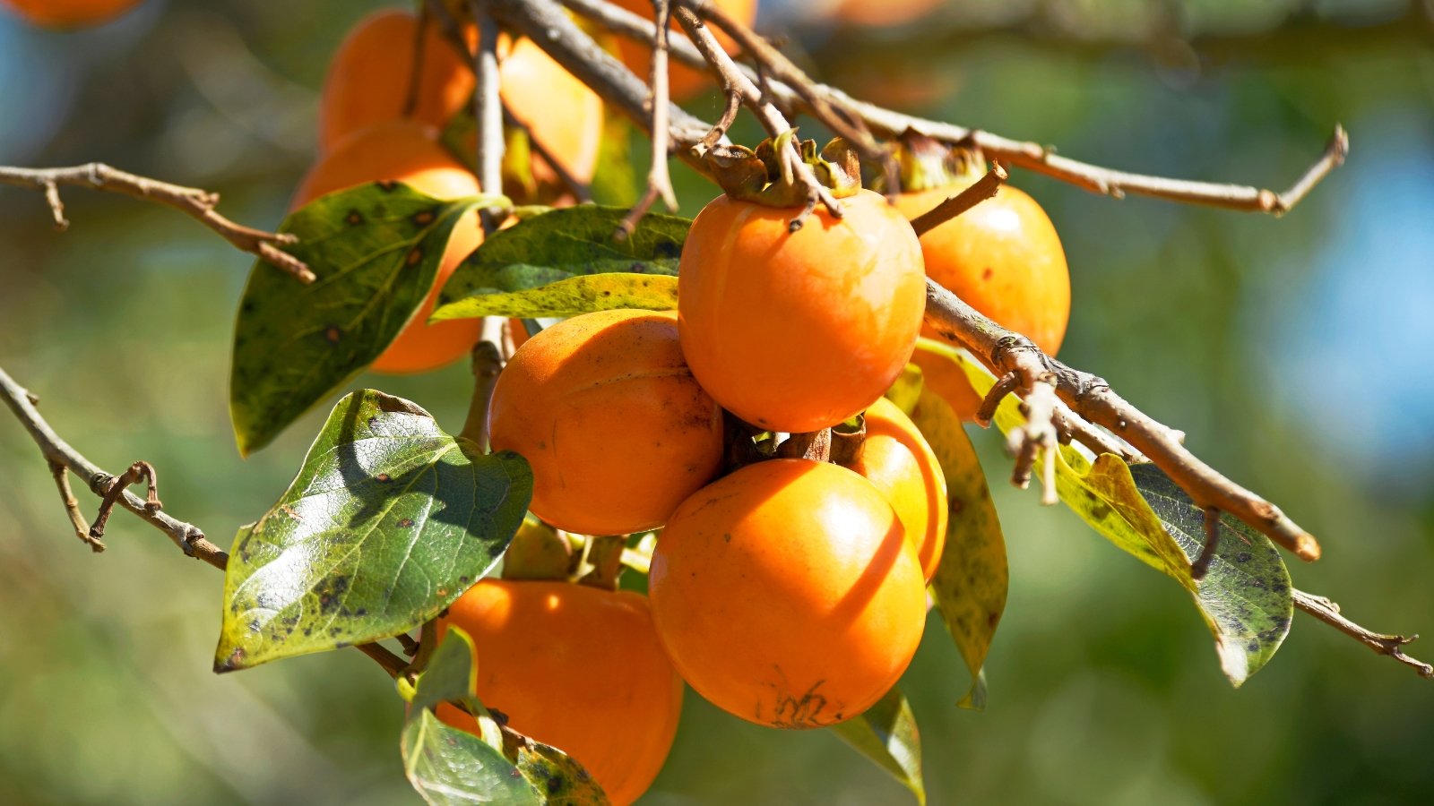 5 Persimmon Tree Illnesses and One of the simplest ways to Cope with Them