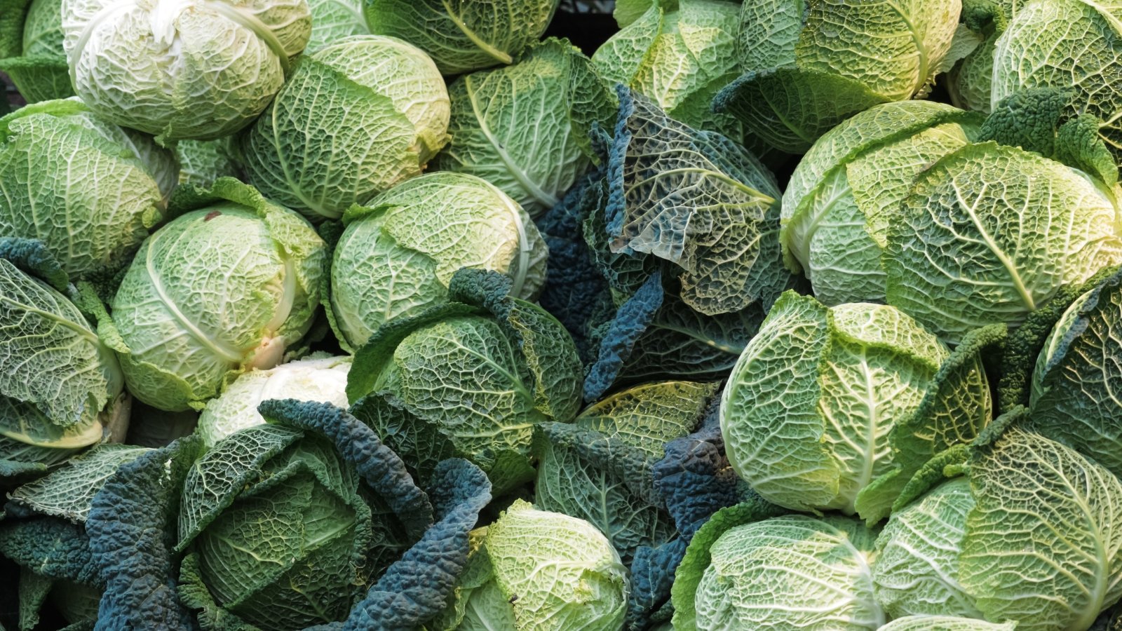 Tips about the way to Plant, Develop, and Care for Savoy Cabbage