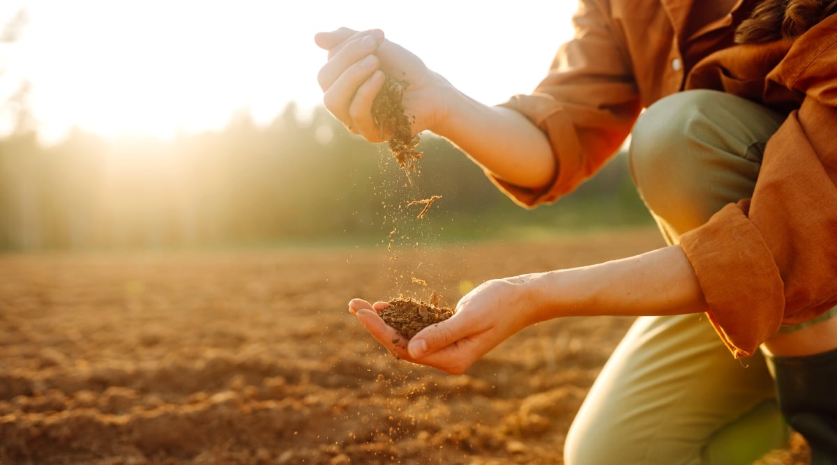 Close-up of female hands checking soil type in a field against the backdrop of sunset. The girl is wearing an orange shirt and light brown trousers. 