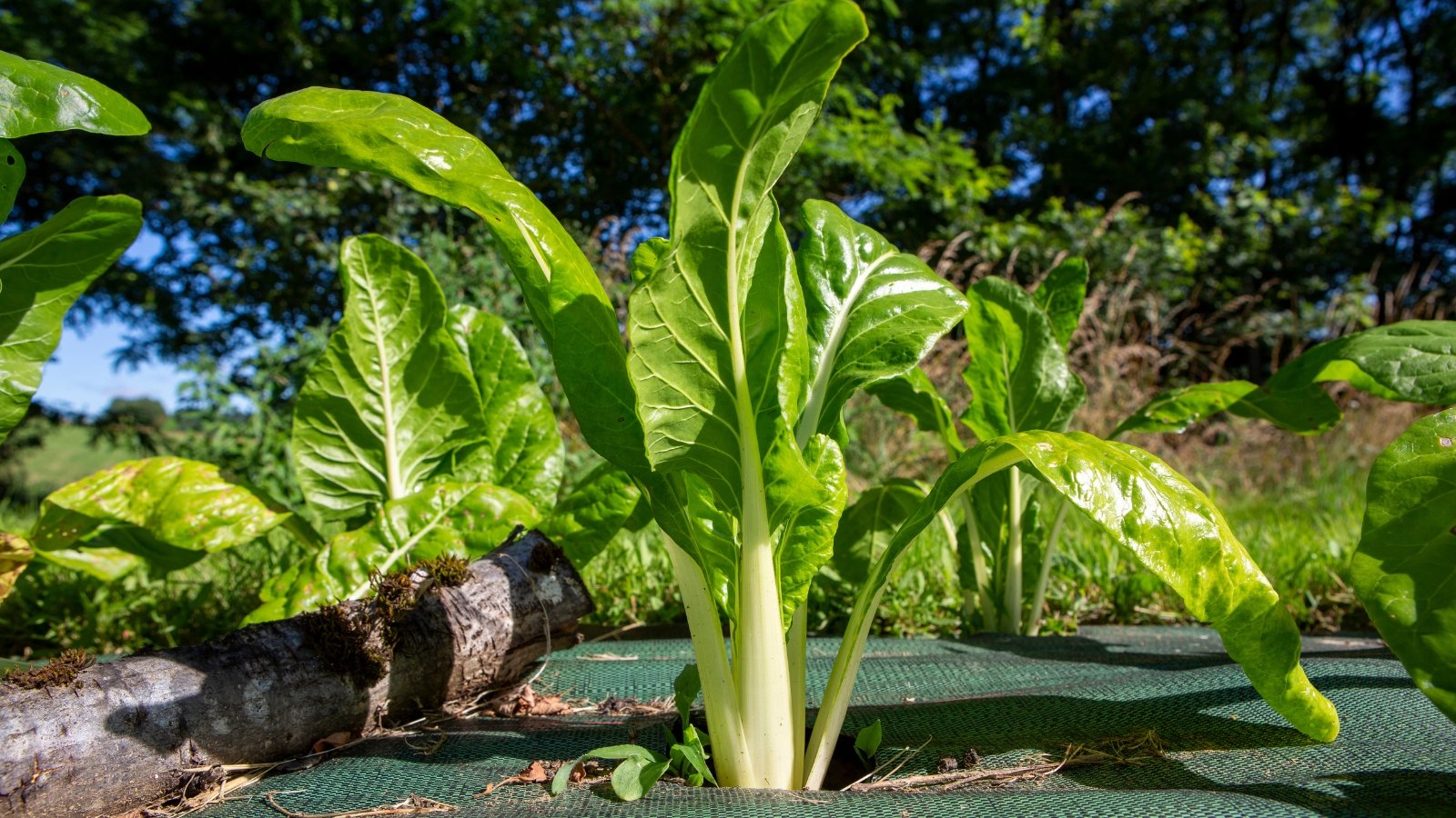 Long, oval, dark green leaves with thin white veins grow in upright bunches from tender stalks.
