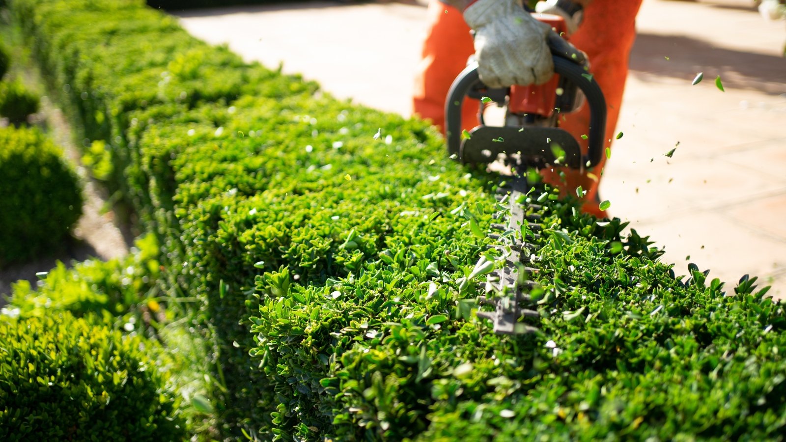 How and When to Trim Your Hedges