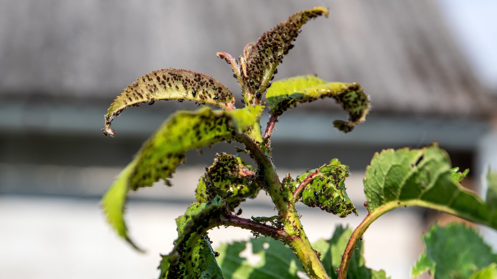 7 Frequent Bean Pests to Look For This Season