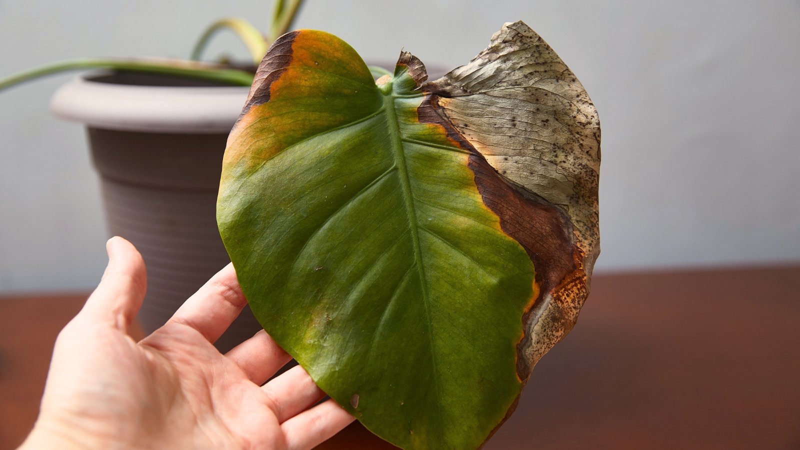 5 Most Widespread Houseplant Diseases: Prevention and Treatment