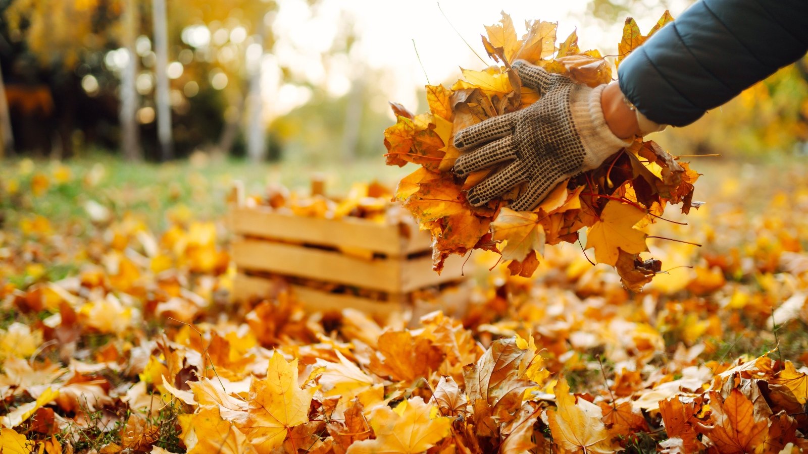 9 Strategies to Flip Your Fall Leaves Into Yard Gold