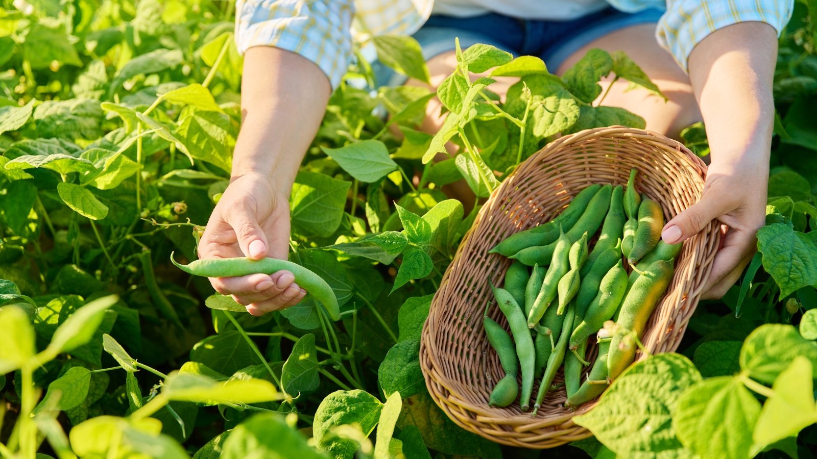 When and The best way to Harvest Beans: 6 Skilled Strategies