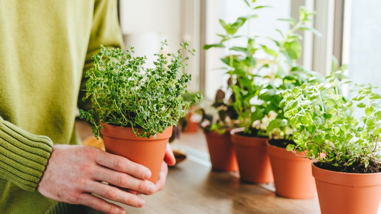 11 Herbs You Can Develop Indoors in Low Gentle