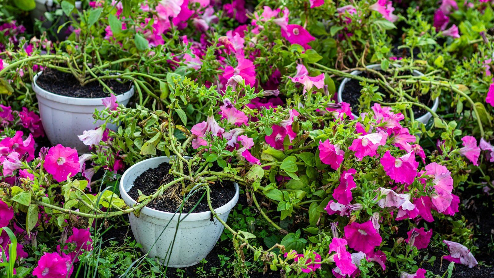 5 Choices for Leggy Petunias