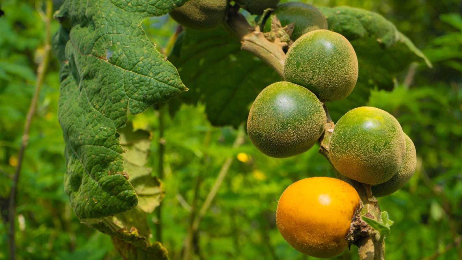 Recommendations on how one can Plant, Develop, and Take care of Naranjilla (Lulo) Shrubs