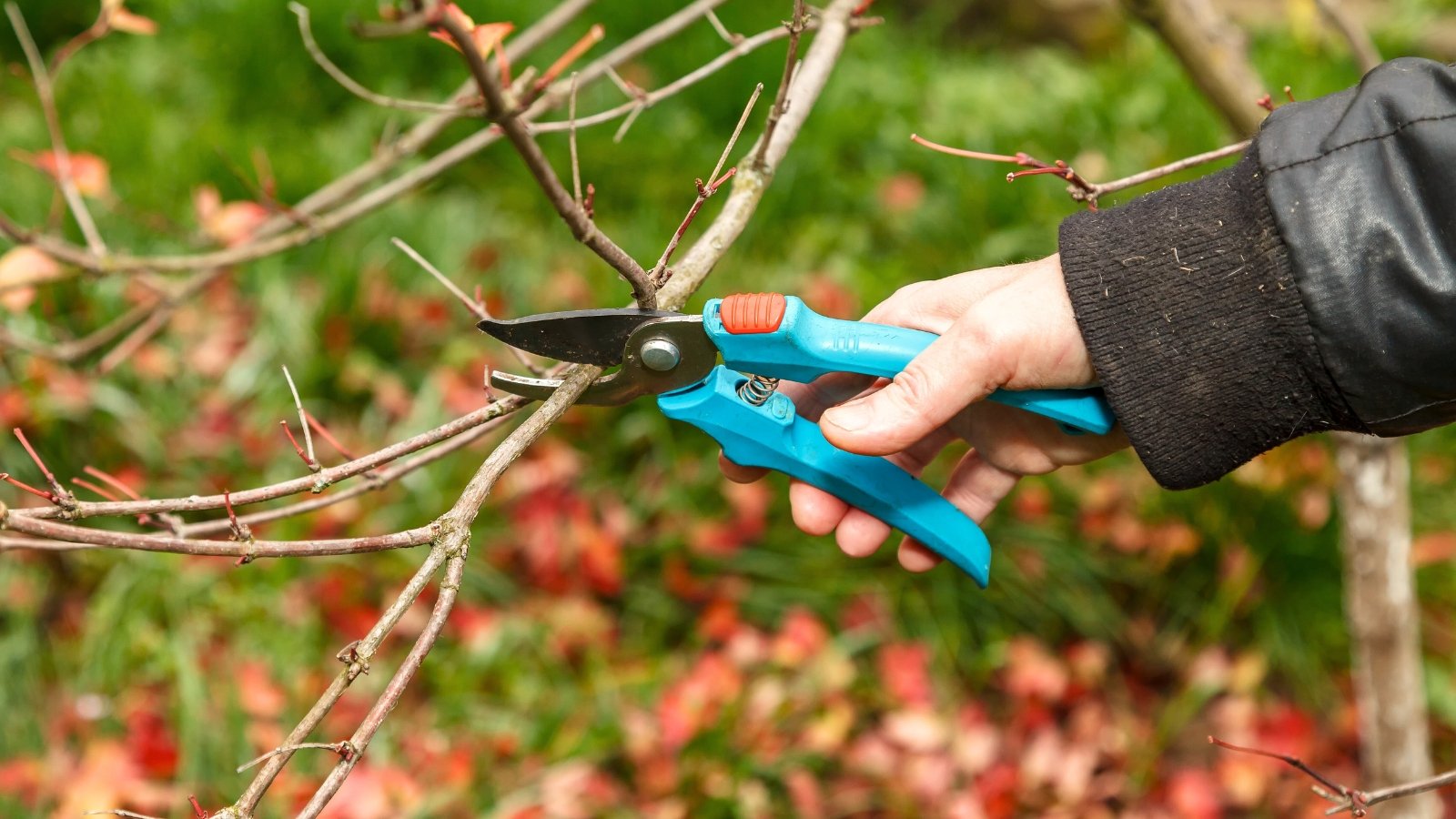 5 Causes You Should Certainly not Prune Your Bushes in Fall