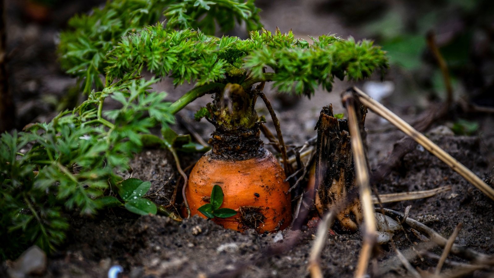 Leaving Carrots inside the Ground For Winter: Straightforward strategies to Overwinter Carrots